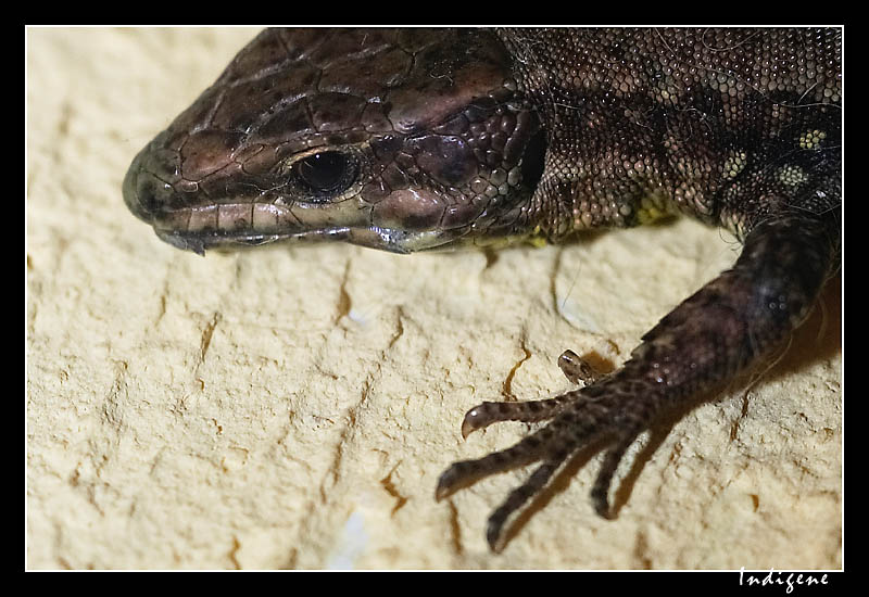 Lézard contre un mur