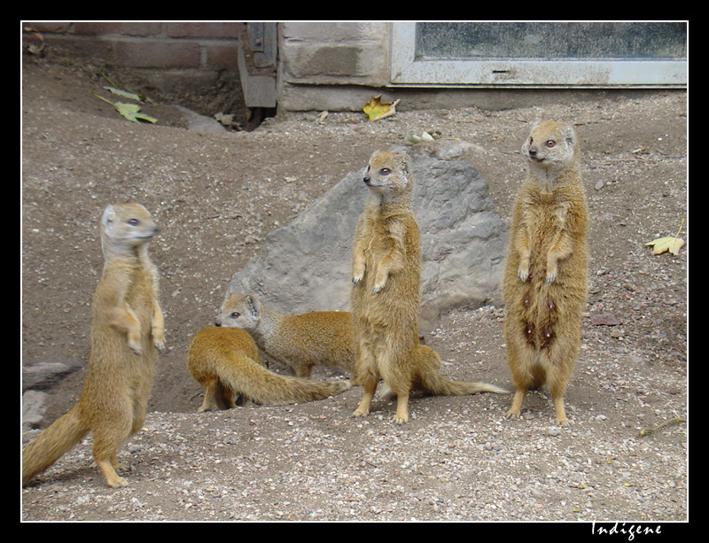 Les suricates