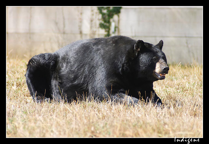 L'ours noir