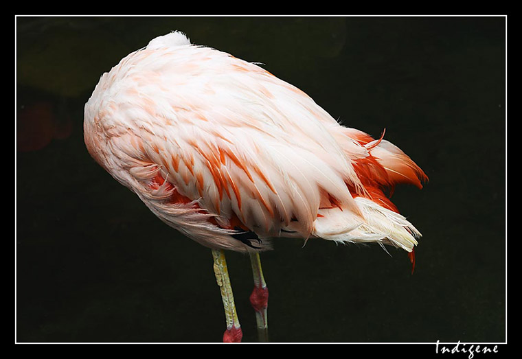 Flamant rose