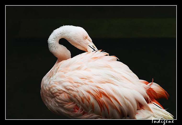 Flamant la tête dans ses plumes