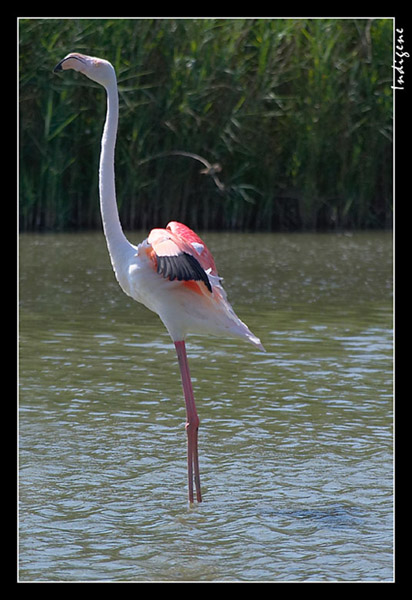 Flamant rose en Camargue