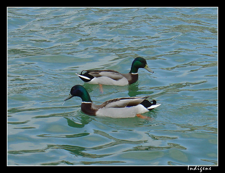 Les canards