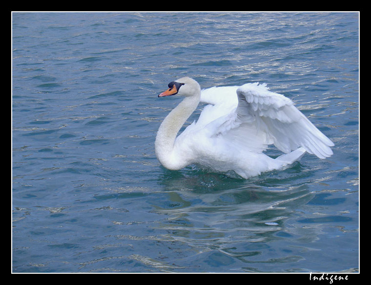 L'envol du cygne