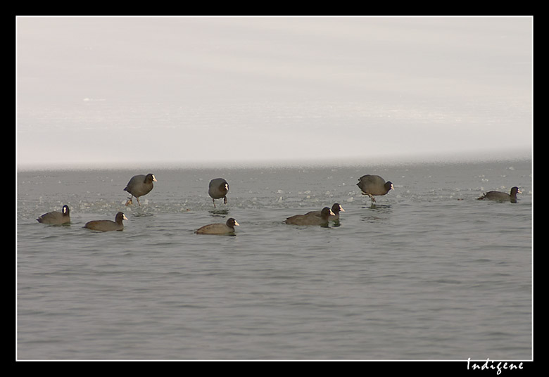 Les poules d'eau