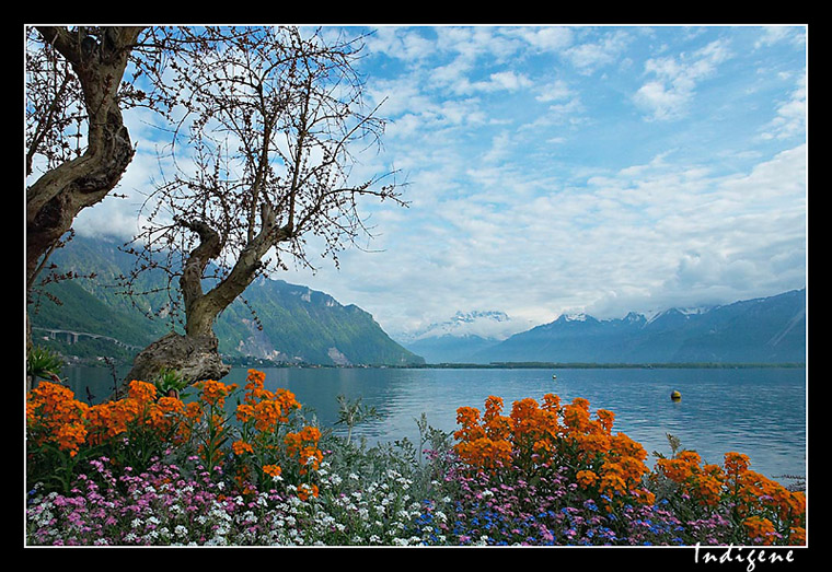 Le Lac Léman