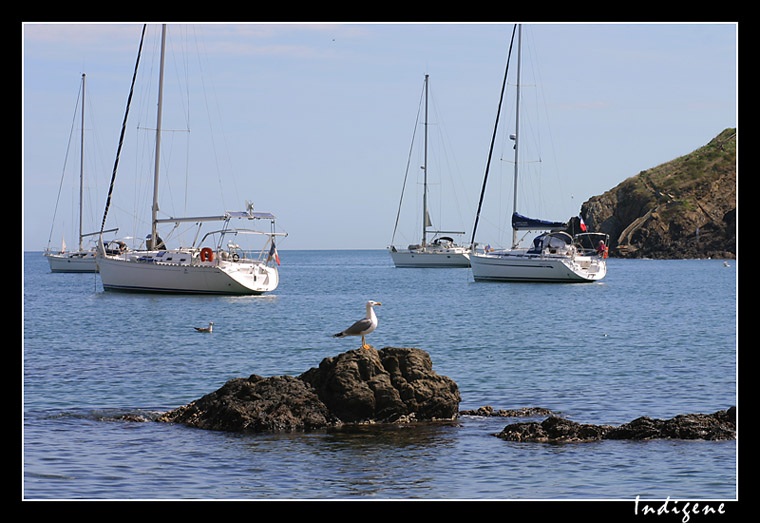 La mouette sur son rocher