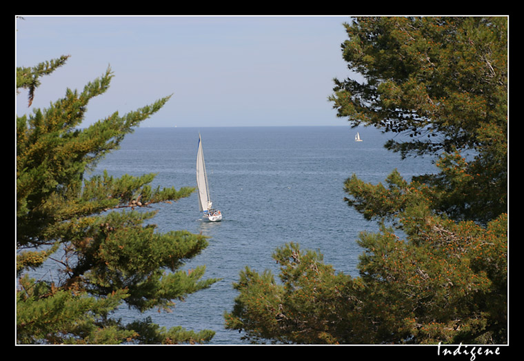 Voilier entre les pins