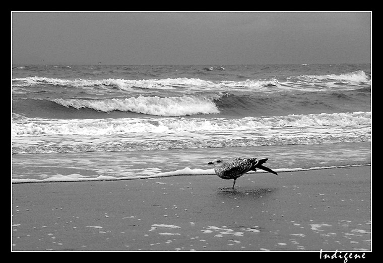 Un oiseau à la Mer du Nord