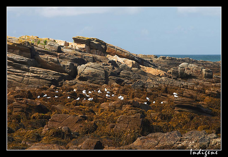 Les colonies d'oiseaux