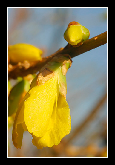 Le forsythia