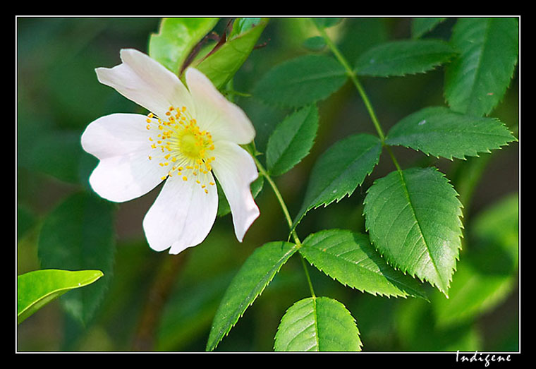 Fleur de ronce