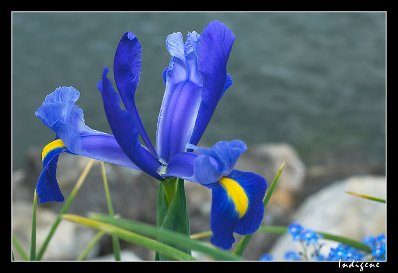 L'iris bleu