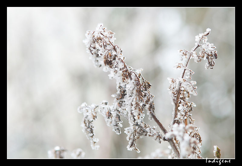 Plante couverte de givre