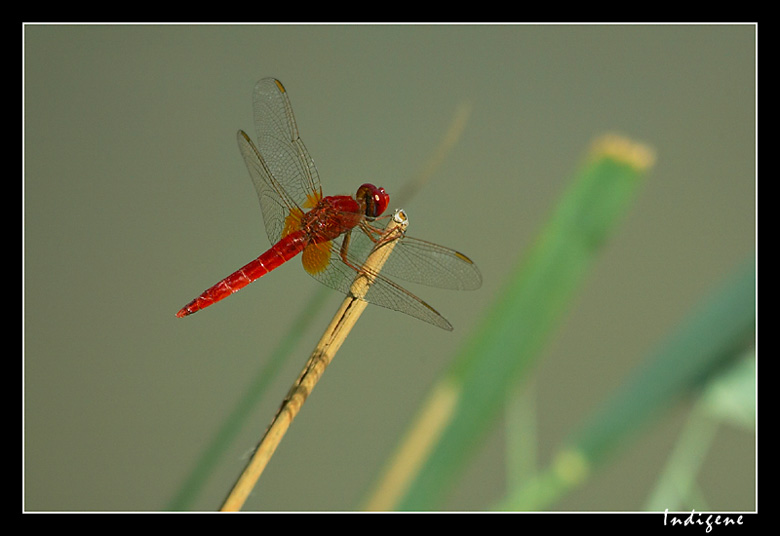 La libellule rouge