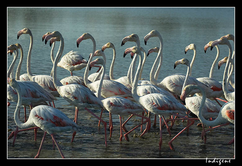 Colonie de flamants roses