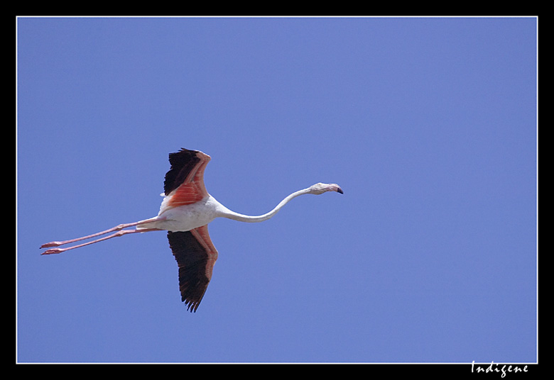 Flamant rose en vol