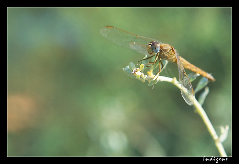 Libellule jaune