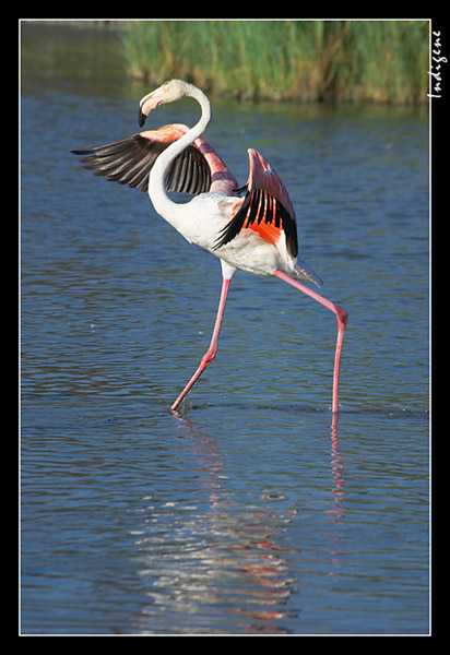 Le flamant de Camargue