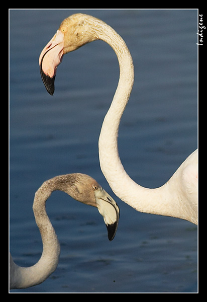 Le cou du flamant rose