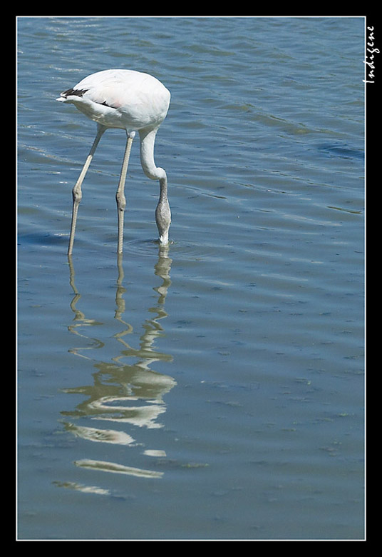 Le reflet du flamant rose