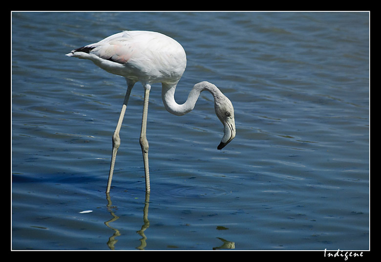 Le flamant rose cherche sa nourriture