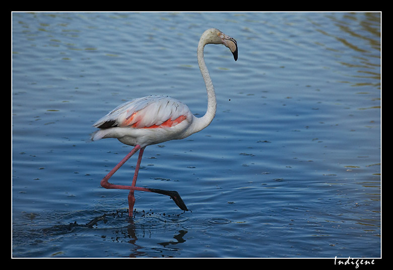 La démarche du flamant rose