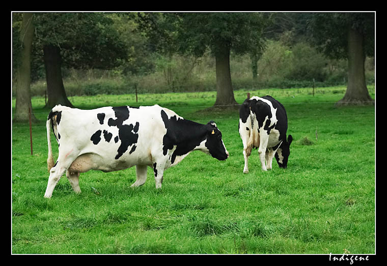 Les vaches