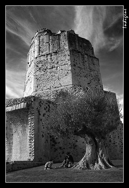 La Tour Magne et l'olivier