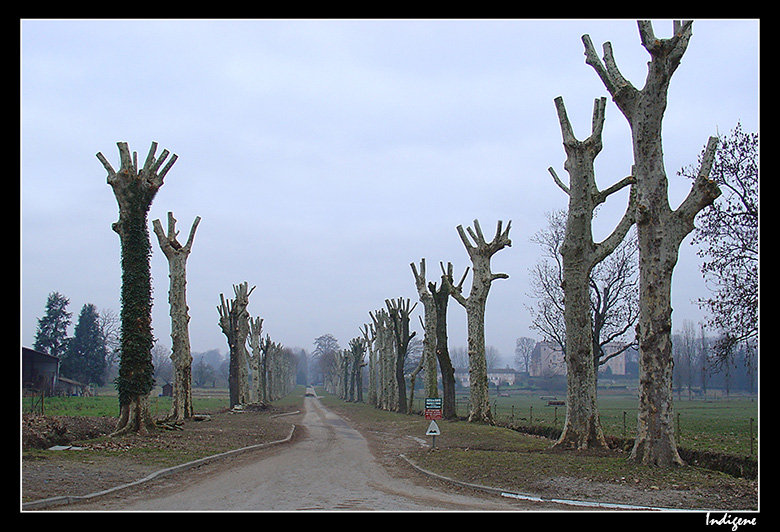 Elagage des arbres