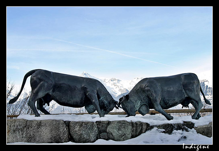 Les vaches de combat