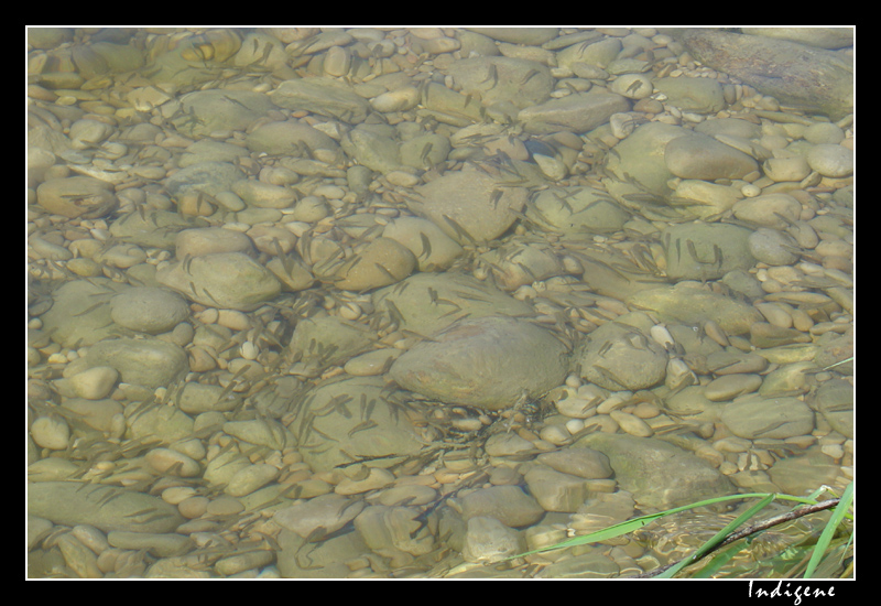 Les alevins dans la rivière d'Ain