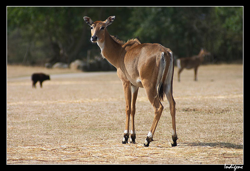 L'antilope