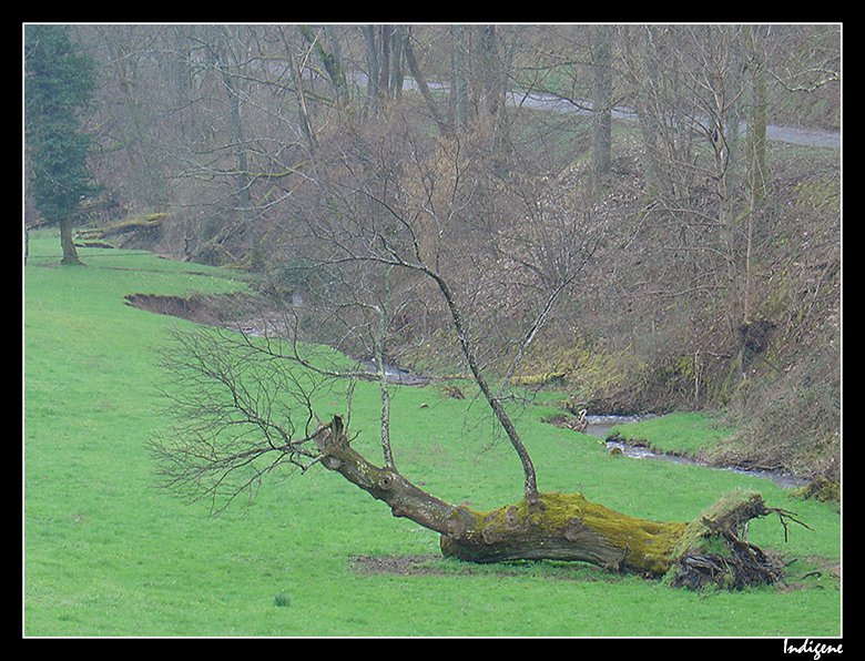Arbre couvert de mousse