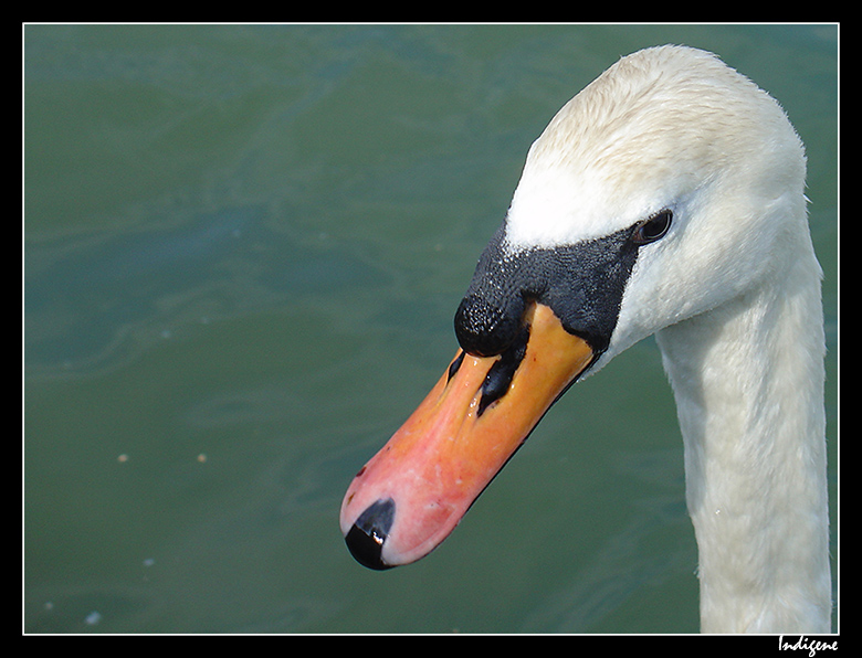 Tête de cygne