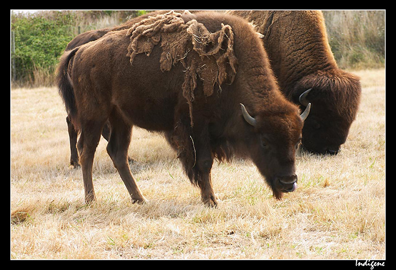 Les bisons