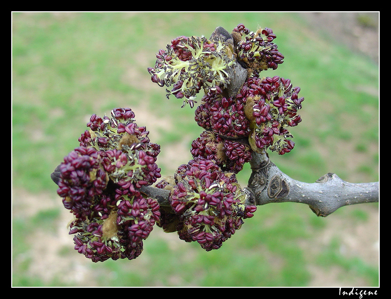 Bourgeons au printemps