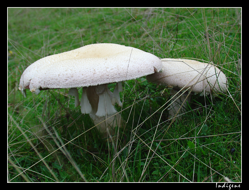 Les champignons des prés