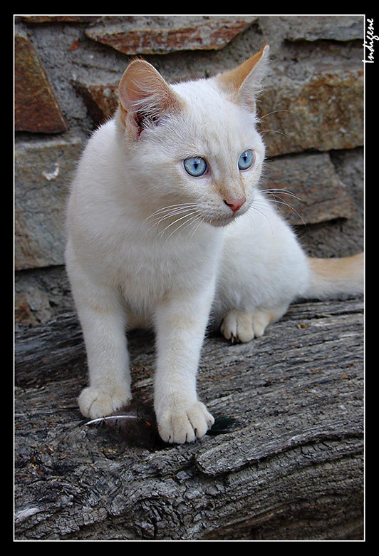 Chaton blanc