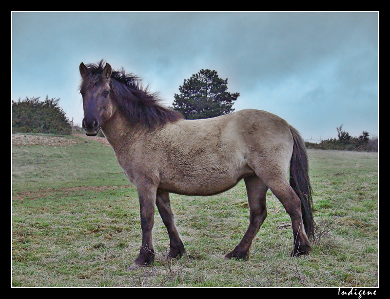 Le cheval de Solutré