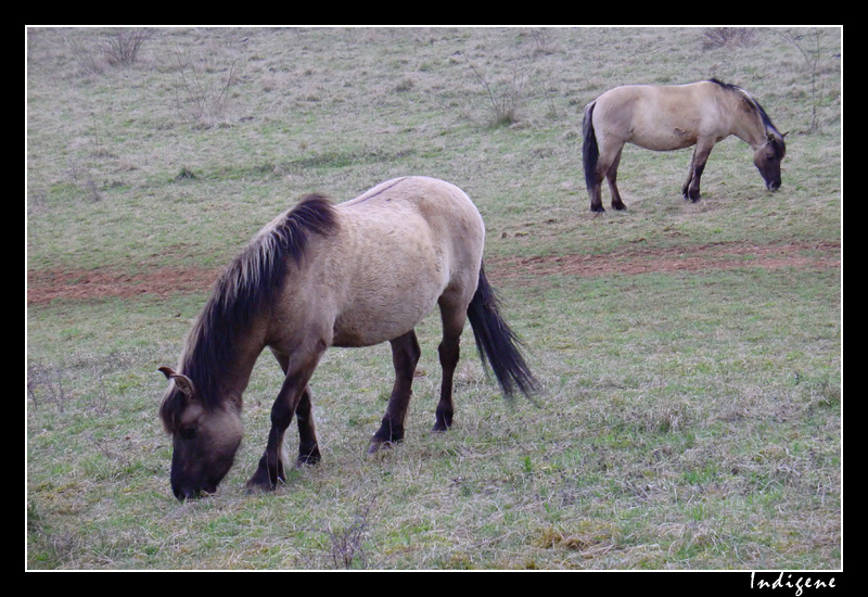 Les chevaux de Solutré