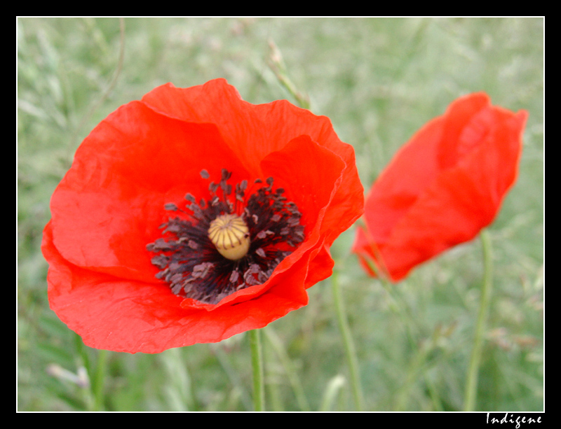 Coquelicot dans les prés