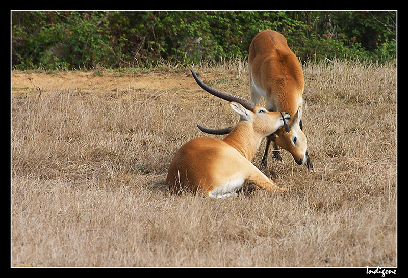 Couple d'antilopes