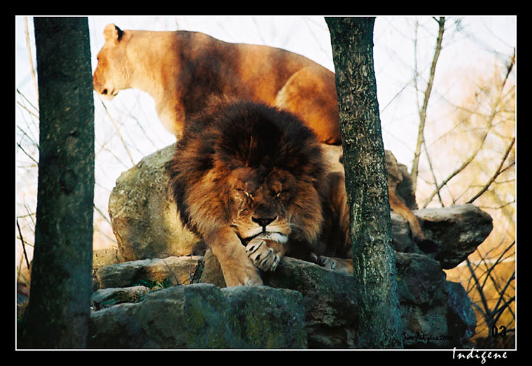 Couple de lions