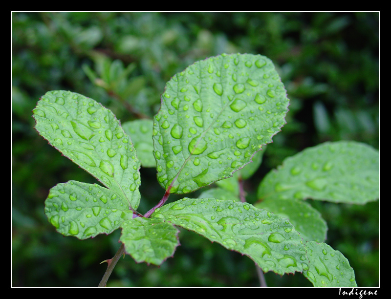 Feuille de ronce couverte de pluie