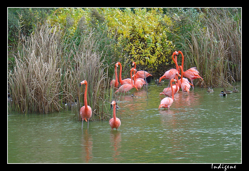 Les flamants roses à Villars-les-Dombes