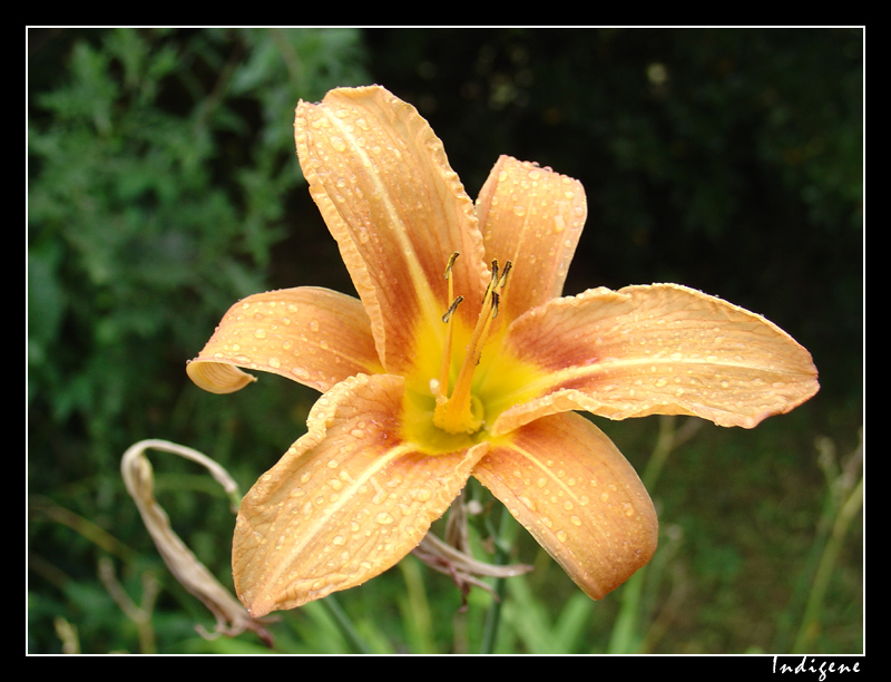 Gouttes de pluie sur une fleur d'hemerocallis