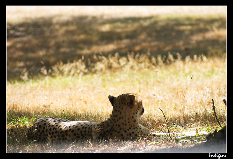 Le guépard