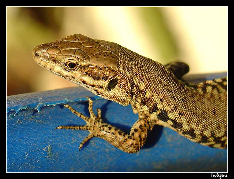 Lézard