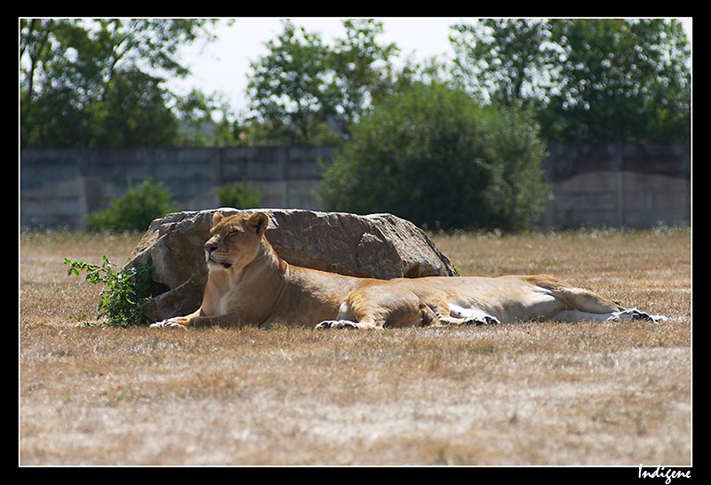 Les lionnes